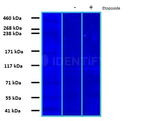 PARP1 Antibody in Western Blot (WB)
