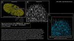 H2Ax Antibody in Immunocytochemistry (ICC/IF)