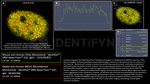 H2Ax Antibody in Immunocytochemistry (ICC/IF)