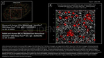 H2Ax Antibody in Immunocytochemistry (ICC/IF)