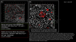 H2Ax Antibody in Immunocytochemistry (ICC/IF)
