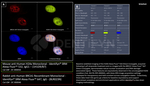H2Ax Antibody in Immunocytochemistry (ICC/IF)