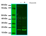 H2Ax Antibody in Western Blot (WB)