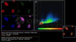 H2Ax Antibody in Immunocytochemistry (ICC/IF)