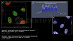 H2Ax Monoclonal Antibody (1H1D9/B7), Alexa Fluor™ 750, Identifyn™