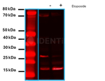 H2Ax Antibody in Western Blot (WB)