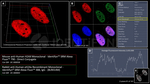 H2Ax Antibody in Immunocytochemistry (ICC/IF)