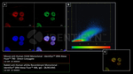 H2Ax Antibody in Immunocytochemistry (ICC/IF)