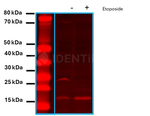 H2Ax Antibody in Western Blot (WB)