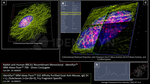 BRCA1 Antibody in Immunocytochemistry (ICC/IF)