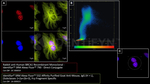 BRCA1 Antibody in Immunocytochemistry (ICC/IF)