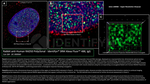 RAD50 Antibody in Immunocytochemistry (ICC/IF)