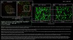 RAD50 Antibody in Immunocytochemistry (ICC/IF)