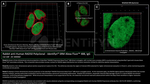 RAD50 Antibody in Immunocytochemistry (ICC/IF)