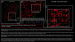 RAD50 Antibody in Immunocytochemistry (ICC/IF)
