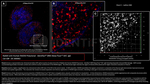RAD50 Antibody in Immunocytochemistry (ICC/IF)