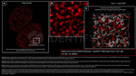 RAD50 Antibody in Immunocytochemistry (ICC/IF)