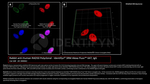 RAD50 Antibody in Immunocytochemistry (ICC/IF)