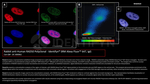 RAD50 Antibody in Immunocytochemistry (ICC/IF)