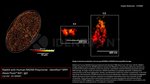 RAD50 Antibody in Immunocytochemistry (ICC/IF)