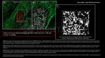 RAD50 Antibody in Immunocytochemistry (ICC/IF)