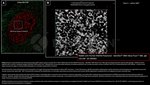 RAD50 Antibody in Immunocytochemistry (ICC/IF)