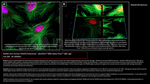 RAD50 Antibody in Immunocytochemistry (ICC/IF)