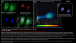 RAD50 Antibody in Immunocytochemistry (ICC/IF)