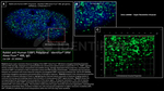 53BP1 Polyclonal Antibody, Alexa Fluor™ 488, Identifyn™
