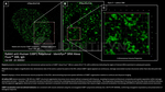 53BP1 Antibody in Immunocytochemistry (ICC/IF)