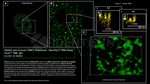 53BP1 Antibody in Immunocytochemistry (ICC/IF)