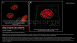 53BP1 Antibody in Immunocytochemistry (ICC/IF)