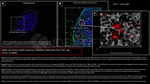 53BP1 Antibody in Immunocytochemistry (ICC/IF)