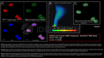 53BP1 Antibody in Immunocytochemistry (ICC/IF)