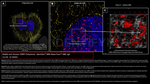 53BP1 Antibody in Immunocytochemistry (ICC/IF)