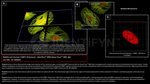 53BP1 Antibody in Immunocytochemistry (ICC/IF)