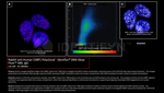 53BP1 Polyclonal Antibody, Alexa Fluor™ 680, Identifyn™