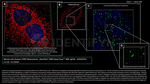 ATRIP Antibody in Immunocytochemistry (ICC/IF)