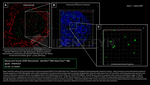 ATRIP Antibody in Immunocytochemistry (ICC/IF)