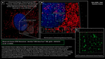 ATRIP Antibody in Immunocytochemistry (ICC/IF)