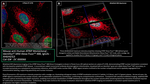 ATRIP Antibody in Immunocytochemistry (ICC/IF)