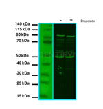ATRIP Antibody in Western Blot (WB)