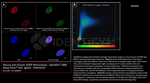 ATRIP Antibody in Immunocytochemistry (ICC/IF)