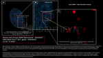 ATRIP Antibody in Immunocytochemistry (ICC/IF)