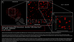 ATRIP Antibody in Immunocytochemistry (ICC/IF)