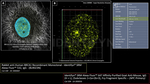 BRCA1 Antibody in Immunocytochemistry (ICC/IF)