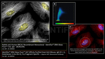 BRCA1 Antibody in Immunocytochemistry (ICC/IF)