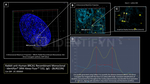 BRCA1 Antibody in Immunocytochemistry (ICC/IF)