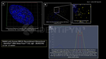 BRCA1 Antibody in Immunocytochemistry (ICC/IF)