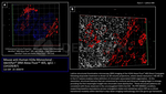 H2Ax Antibody in Immunocytochemistry (ICC/IF)